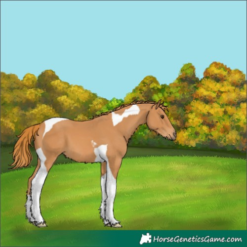Horse Color:Chestnut Tobiano
