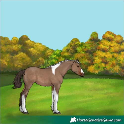 Horse Color:Liver Red Dun Tobiano