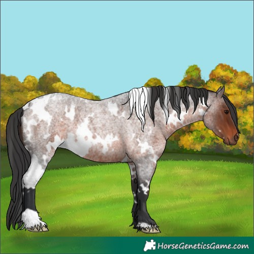 Horse Color:White Spotted Brown Roan