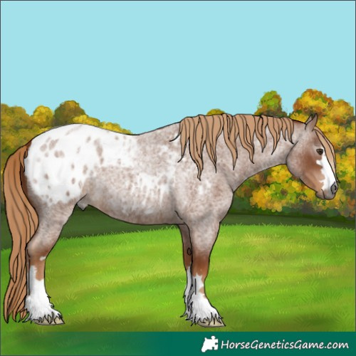 Horse Color:Gray Red Roan Blanket 