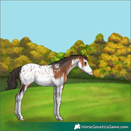 Horse Color:White Spotted Bay Appaloosa Rabicano