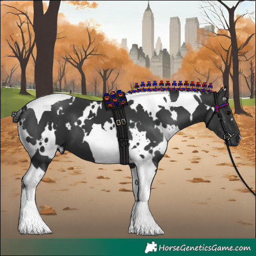 Horse Color:White Spotted Black Tobiano 