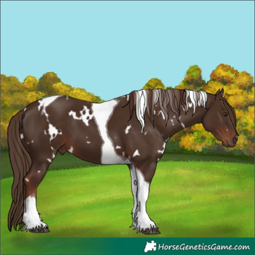 Horse Color:White Spotted Liver Chestnut Tobiano 