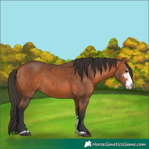 Horse Color:Bay Sabino 