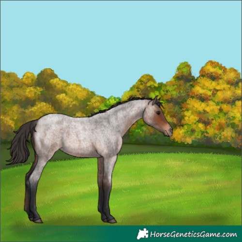 Horse Color:Brown Roan