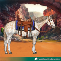 Horse Color:White Spotted Red Dun Rabicano  and White Spotted Red Dun Rabicano 