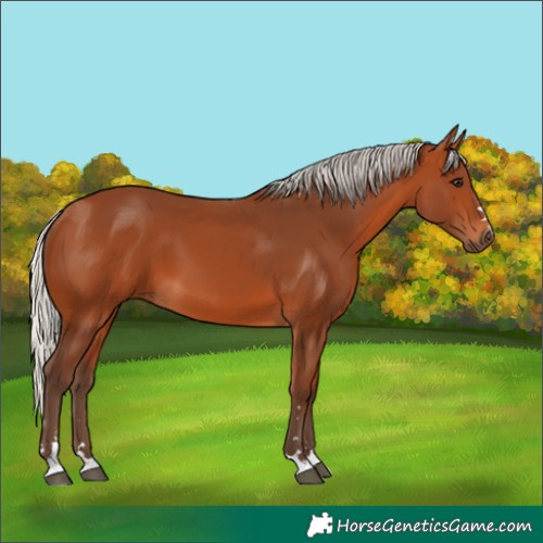 Horse Color:Unknown 