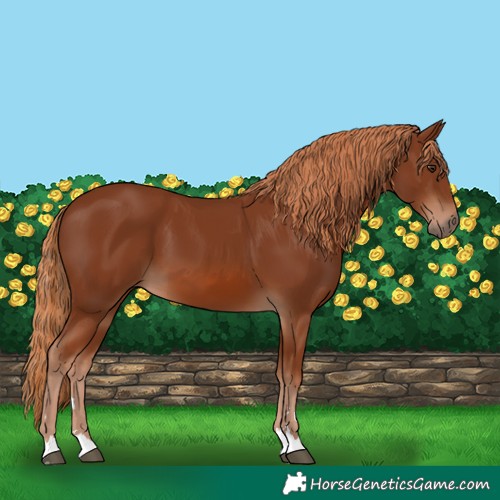 Horse Color:Chestnut 