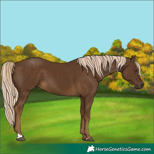 Horse Color:Chocolate Palomino 