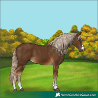 Horse Color:Chocolate Palomino 