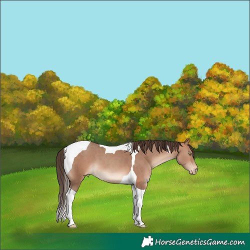 Horse Color:Sable Champagne Tobiano Appaloosa 