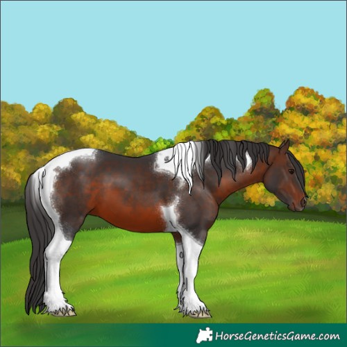 Horse Color:Brown Tobiano 
