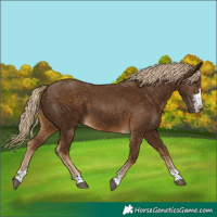 Horse Color:Chocolate Palomino