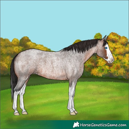 Horse Color:Unknown 