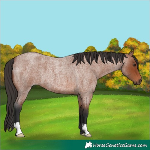 Horse Color:Unknown 