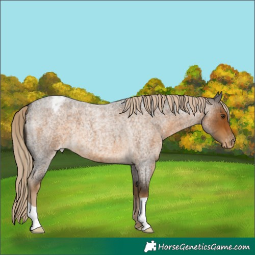 Horse Color:Chocolate Palomino Roan Appaloosa
