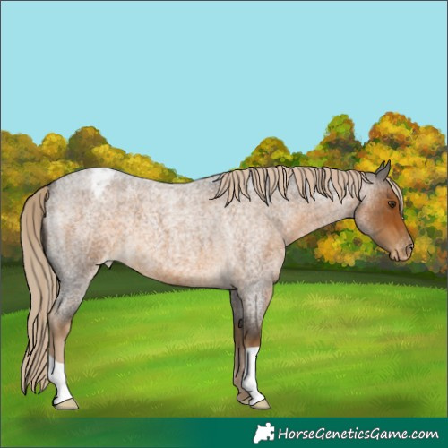 Horse Color:Chocolate Palomino Roan Varnish 