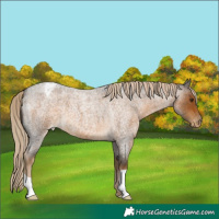 Horse Color:Chocolate Palomino Roan Varnish 