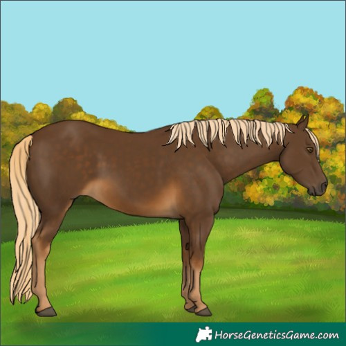 Horse Color:Chocolate Palomino