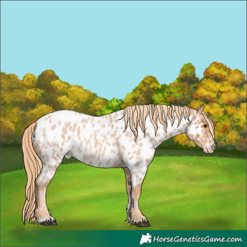 Horse Color:Red Roan Appaloosa 
