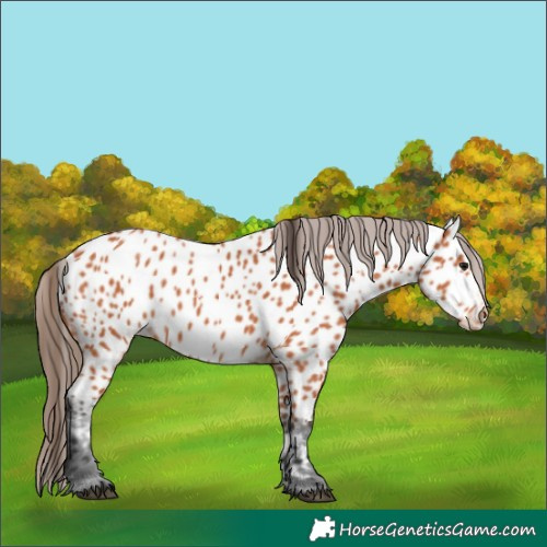Horse Color:Bay Appaloosa 