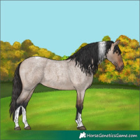Horse Color:Brown Roan Dun Tobiano