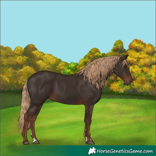 Horse Color:Liver Chestnut 