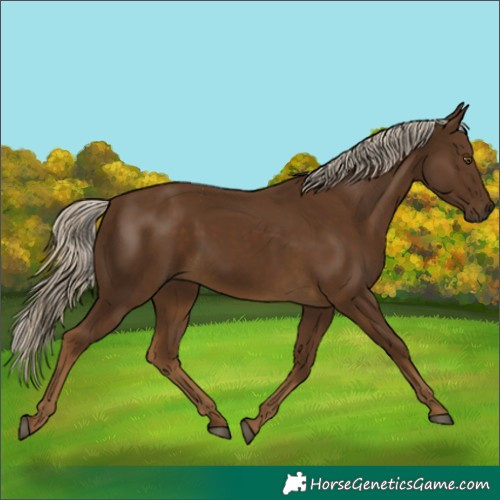 Horse Color:Chocolate Palomino 