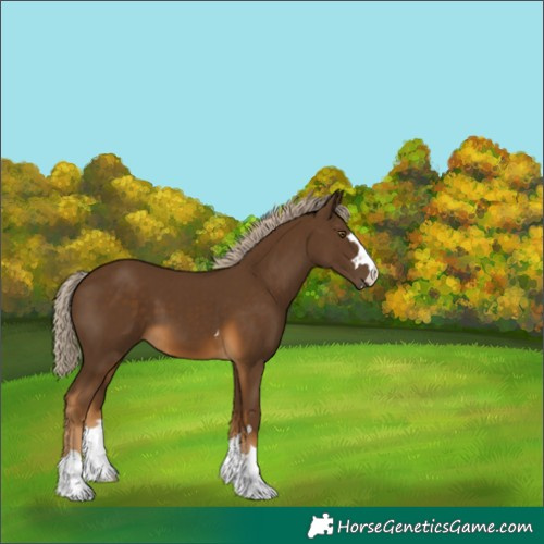 Horse Color:Chocolate Palomino 