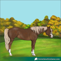 Horse Color:Chocolate Palomino
