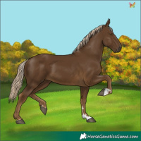 Horse Color:Chocolate Palomino 