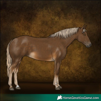 Horse Color:Chocolate Palomino