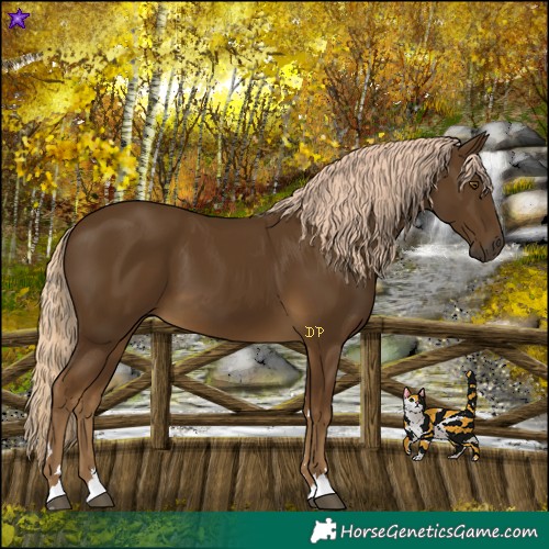 Horse Color:Chocolate Palomino 