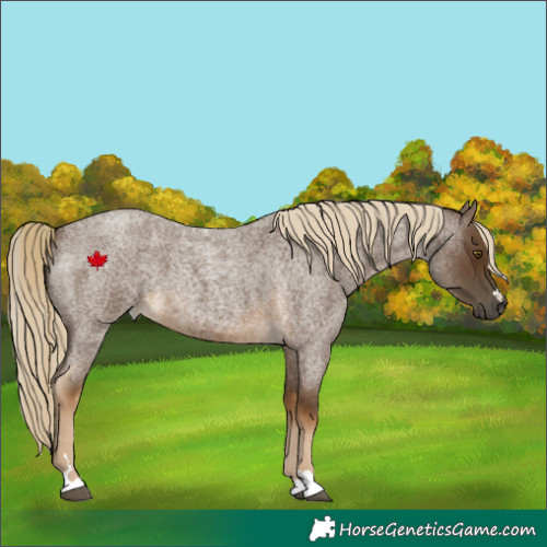 Horse Color:Chocolate Palomino Roan