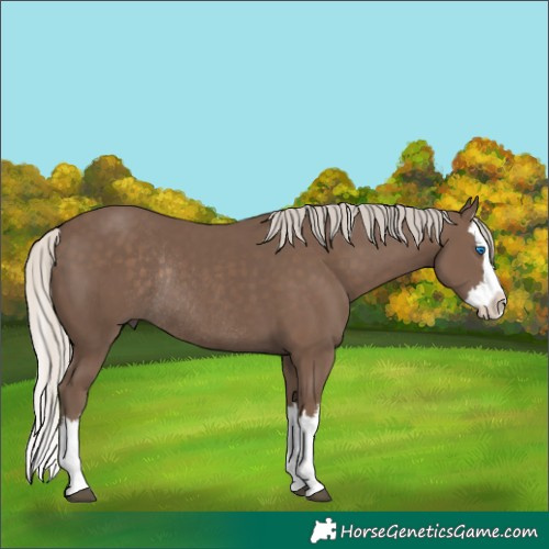 Horse Color:White Spotted Silver Black Splash Rabicano 