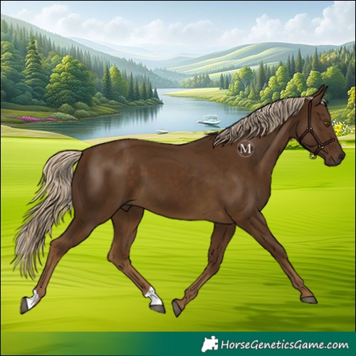Horse Color:Chocolate Palomino 