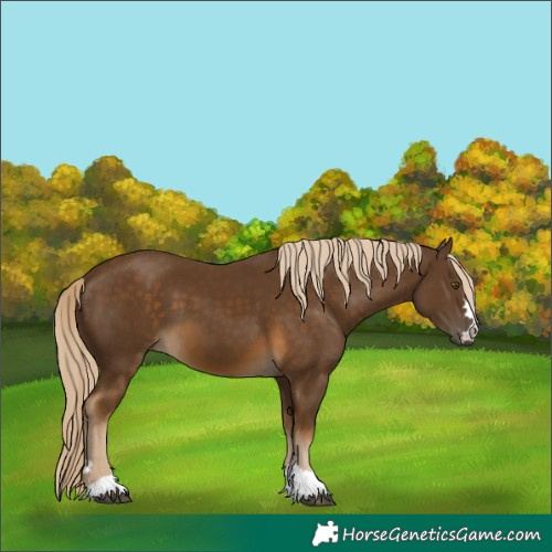Horse Color:Chocolate Palomino 