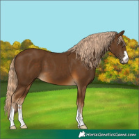 Horse Color:Chocolate Palomino 