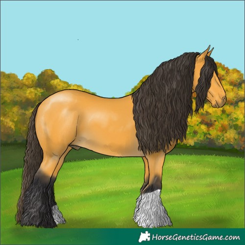 Horse Color:Buckskin 