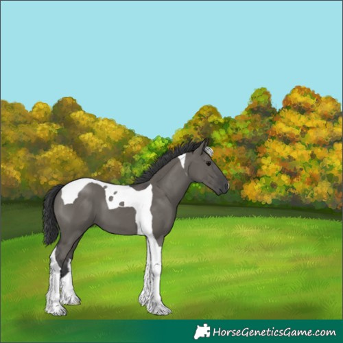 Horse Color:Grullo Tobiano 