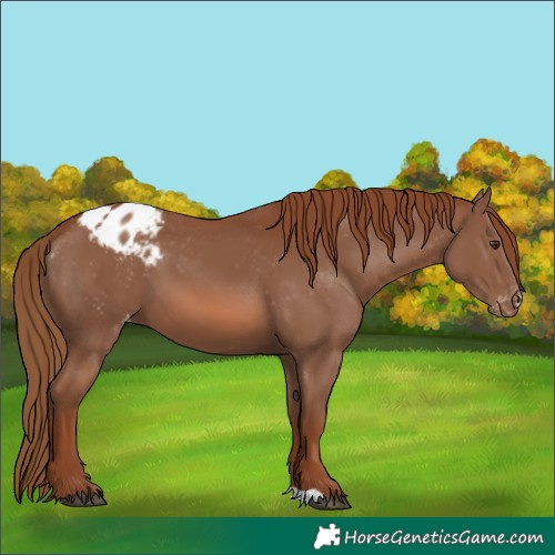 Horse Color:Chestnut Blanket 