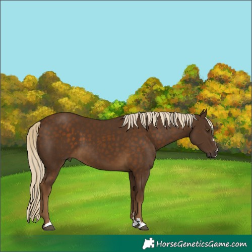 Horse Color:Chocolate Palomino 