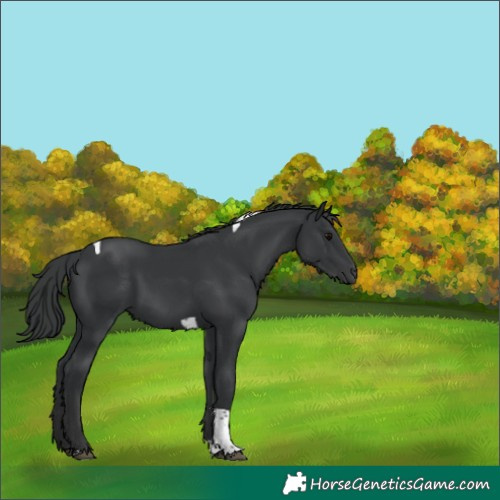 Horse Color:Black Tobiano 