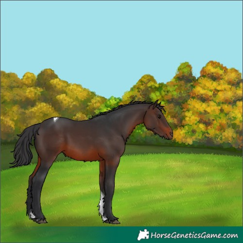 Horse Color:Brown Tobiano