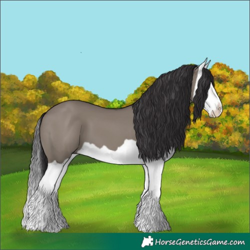 Horse Color:Smoky Grullo Splash 