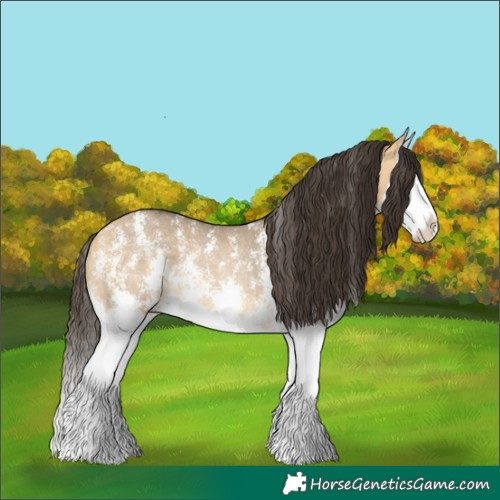 Horse Color:Buckskin Dun Sabino Splash Rabicano 