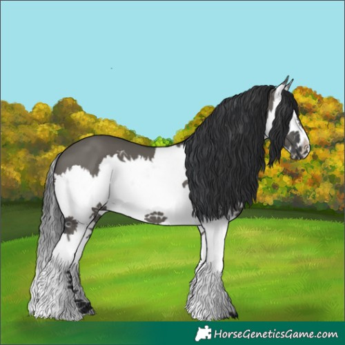 Horse Color:Grullo Splash 