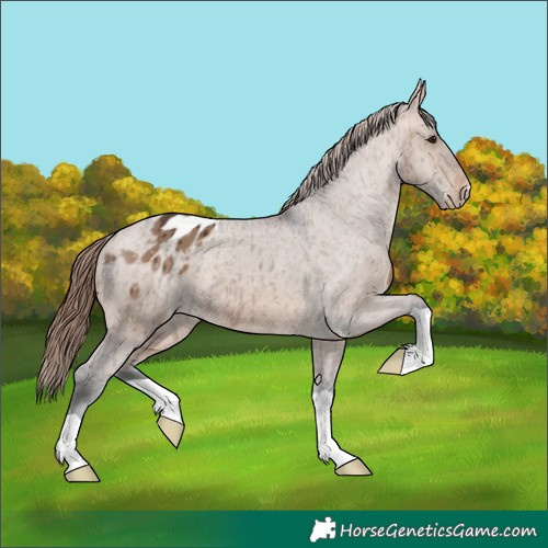 Horse Color:Brown Dun Varnish Brindle 