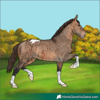 Horse Color:Brown Dun Appaloosa Brindle 