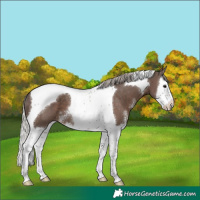 Horse Color:Silver Black Sabino Splash Tobiano